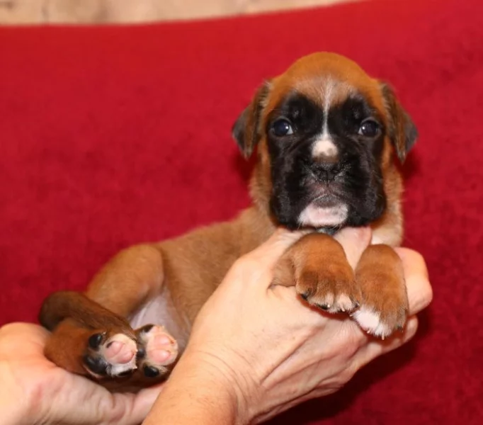 Zlatá fenečka, pejsek