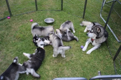 Aljašský malamut - štěňata s PP