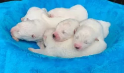 Štěňata samojeda s PP