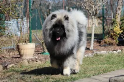 Německý špic vlčí / keeshond prodám štěňata s PP