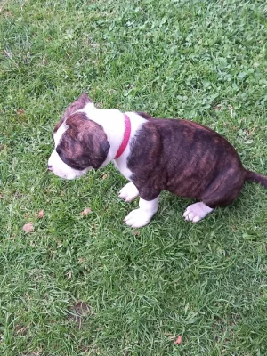 Americký stafordšírský teriér