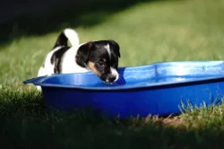 Jack russell terier s PP