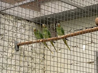 Alexandr Černohlavý