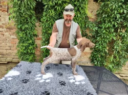 Nabídka štěňat německého krátkosrstého ohaře