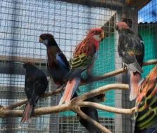 Rosela pestrá černý opalin