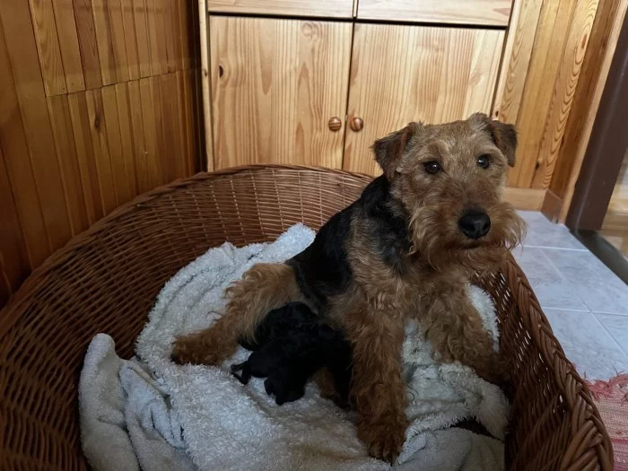 Štěňata velšteriéra s PP - nabídka.