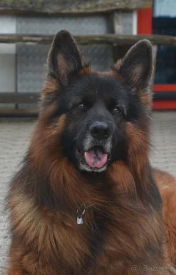 Německý ovčák s PP