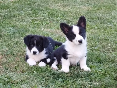 Welsh Corgi Cardigan s PP IHNED K ODBĚRU