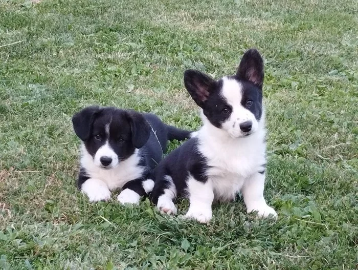 Welsh Corgi Cardigan s PP IHNED K ODBĚRU