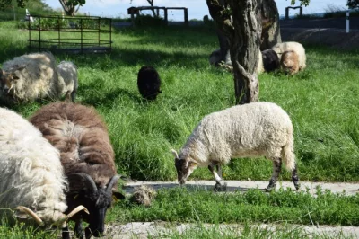 Jehňata - maďarská ovce cápová (racka)