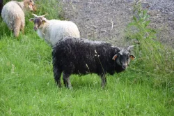 Jehňata - maďarská ovce cápová (racka)