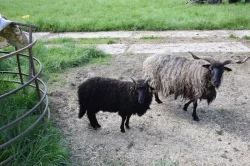 Jehňata - maďarská ovce cápová (racka)