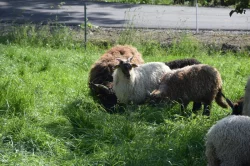 Jehňata - maďarská ovce cápová (racka)