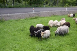 Jehňata - maďarská ovce cápová (racka)