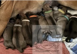 Boerboel štěňátka s PP FCI