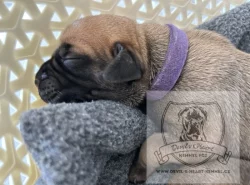 Boerboel štěňátka s PP FCI