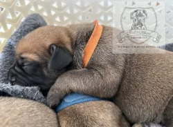 Boerboel štěňátka s PP FCI