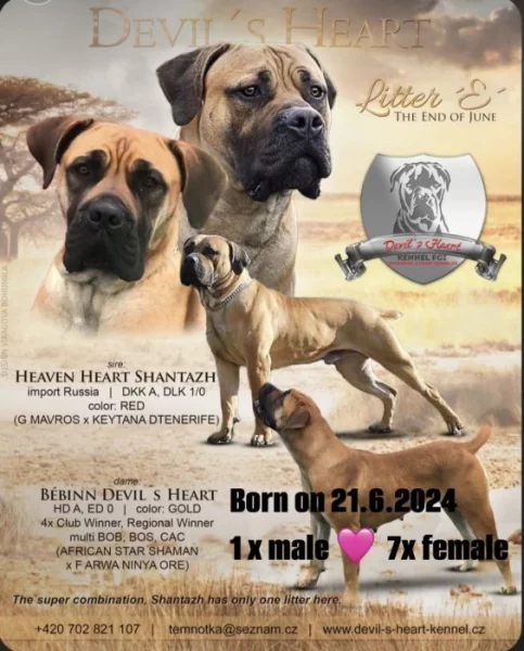 Boerboel štěňátka s PP FCI