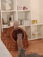 Prodám Britská modrá koťátka
