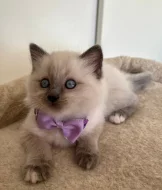 Ragdoll koťátka