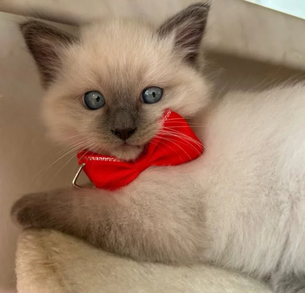 Ragdoll koťátka