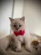 Ragdoll koťátka