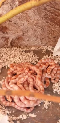 mladata uzovka cervena