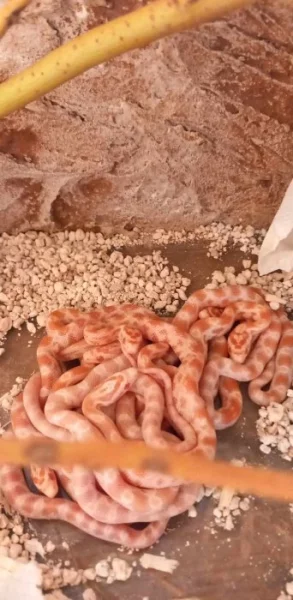 mladata uzovka cervena