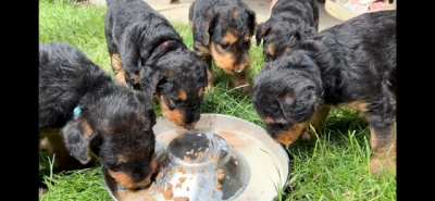 Erdelteriér - čistokrevná štěňata