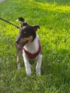 Kolie krátkosrstá trikolor