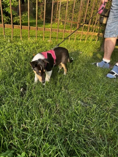 Kolie krátkosrstá trikolor