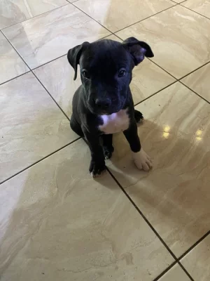 Americký Stafordširský Teriér