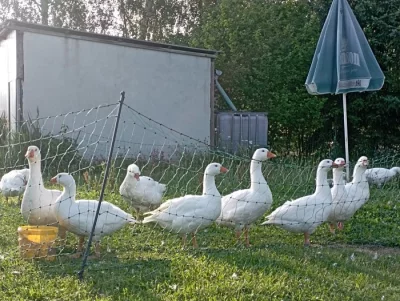 Prodám husy české na chov