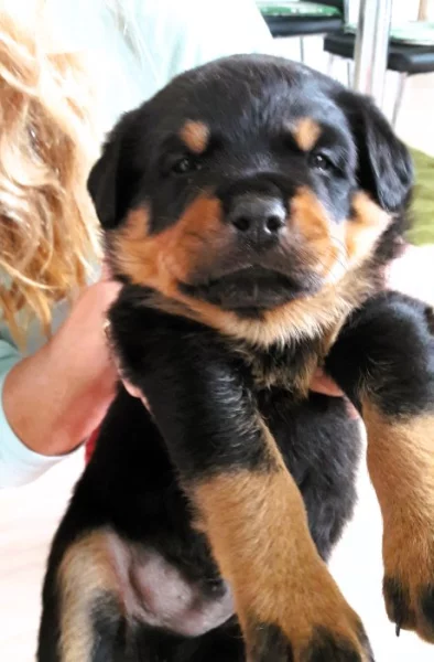 Štěňata RTW, rotvajler, rottweiler
