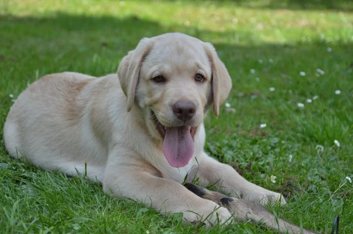 Žlutý pejsek Labradora