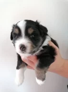 Miniaturní americký ovčák MAO