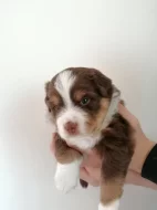 Miniaturní americký ovčák MAO