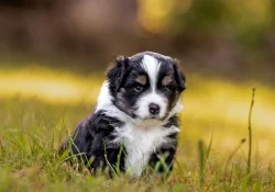 Miniaturní americký ovčák MAO