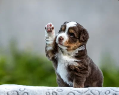 Miniaturní americký ovčák MAO