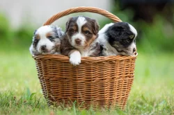 Miniaturní americký ovčák MAO