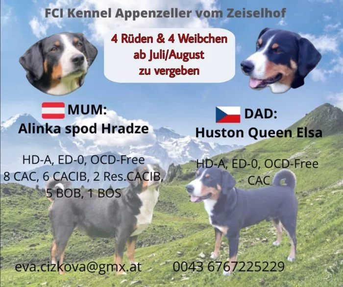 Appenzellský salašnický pes -s PP