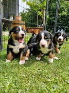 Appenzellský salašnický pes -s PP