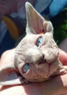Sphynx
