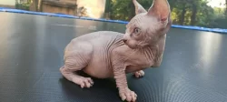 Sphynx