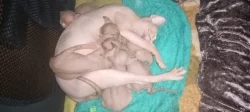 Sphynx
