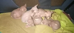 Sphynx