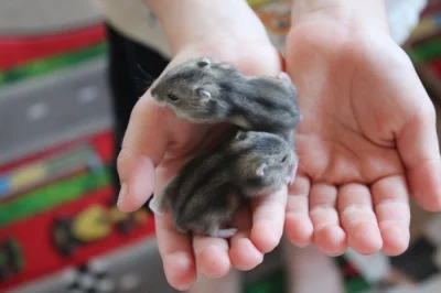 Daruji křečka džungarského