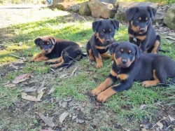 Čistokrevná štěňata rotvajlera