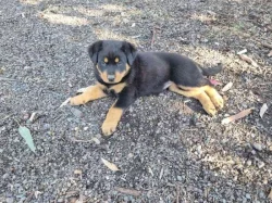 Čistokrevná štěňata rotvajlera