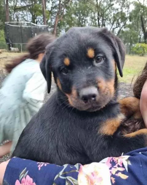 Čistokrevná štěňata rotvajlera